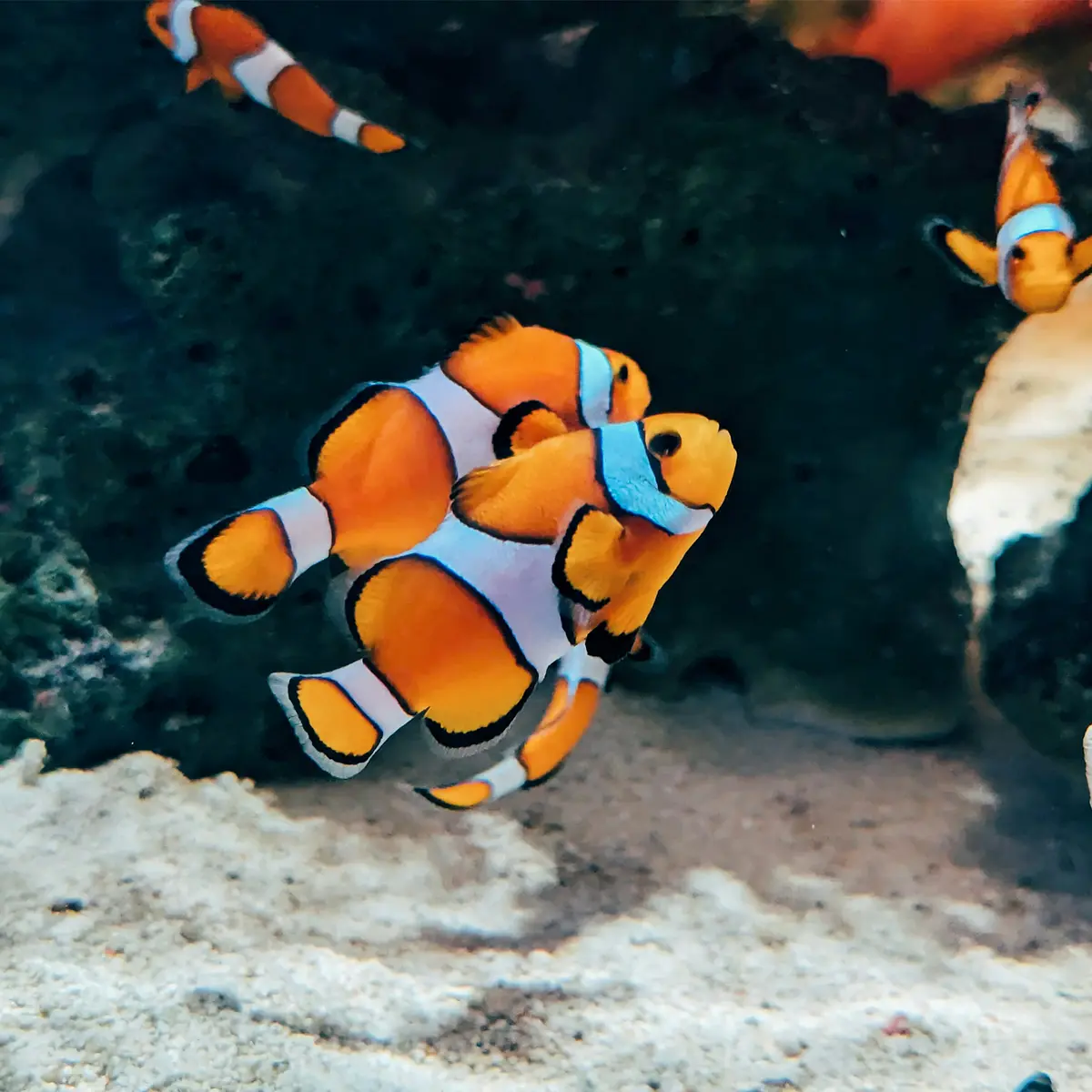 カクレクマノミ