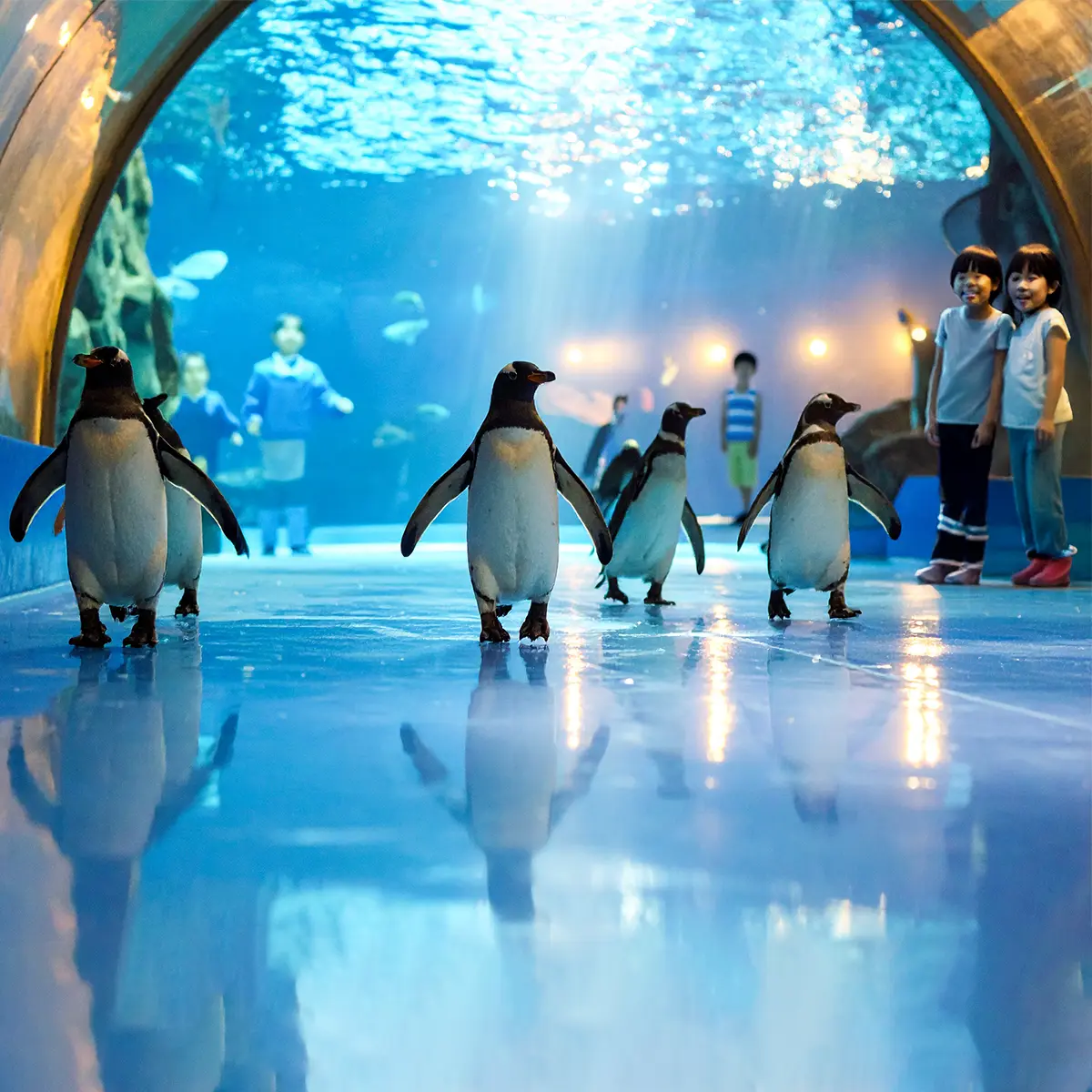 ペンギンお散歩タイム